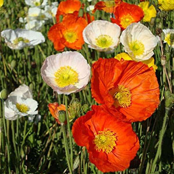 Poppy Iceland Nudicale Mixed Color Flower Seeds